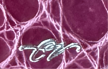 American Alligator Anemone CrocoVera Earrings - CrocoVera